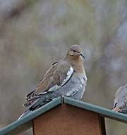 Picture/image of White-winged Dove