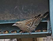 Picture/image of Red-winged Blackbird