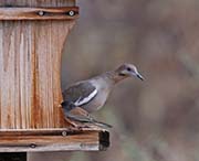 Picture/image of White-winged Dove