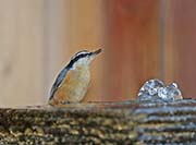 Picture/image of Red-breasted Nuthatch