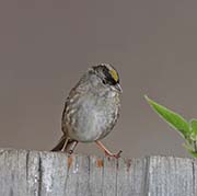 Picture/image of Golden-crowned Sparrow