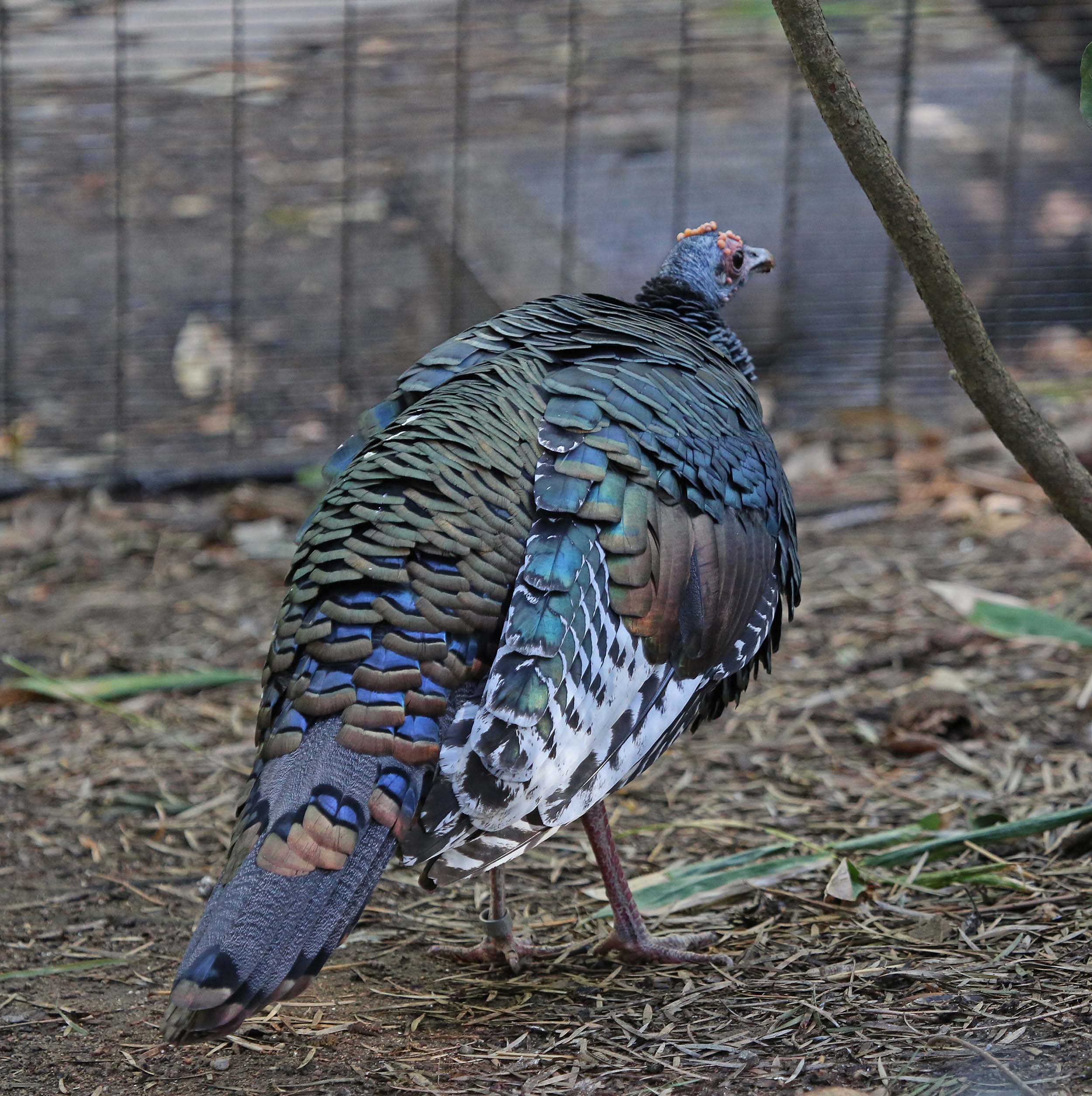 Pictures and information on Ocellated Turkey
