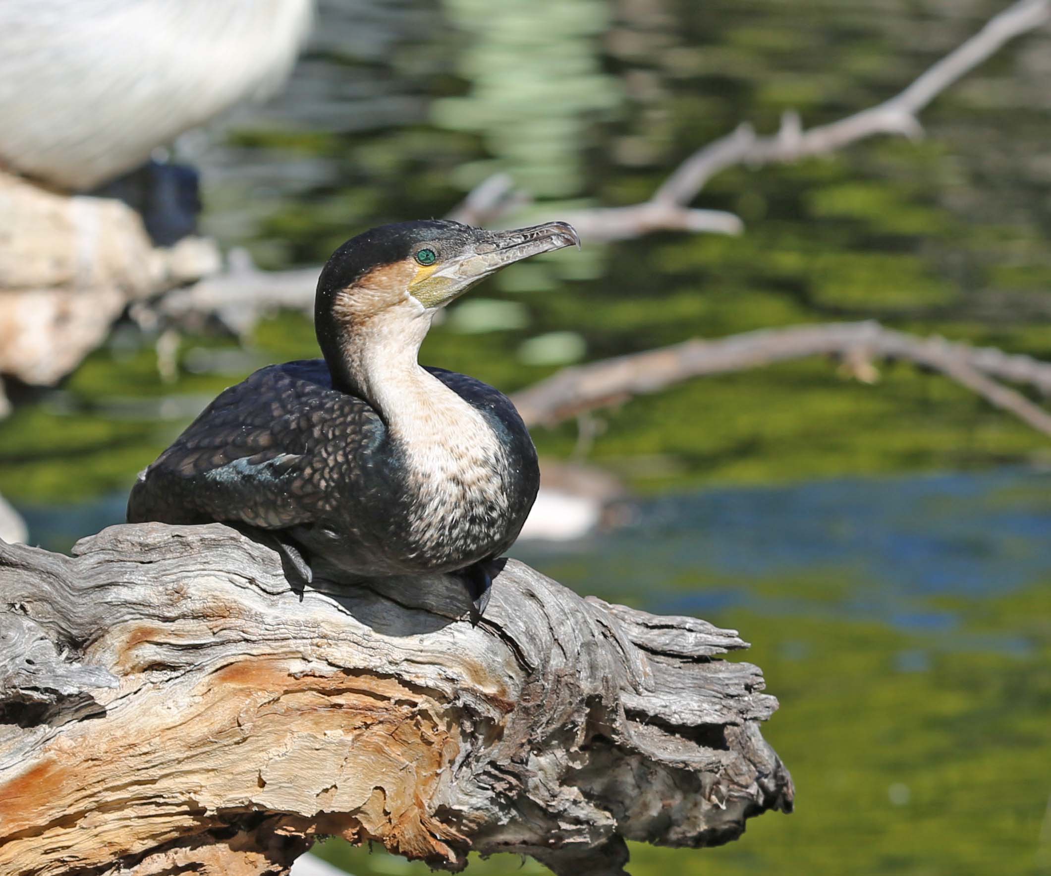 Pictures and information on Whitebreasted Cormorant
