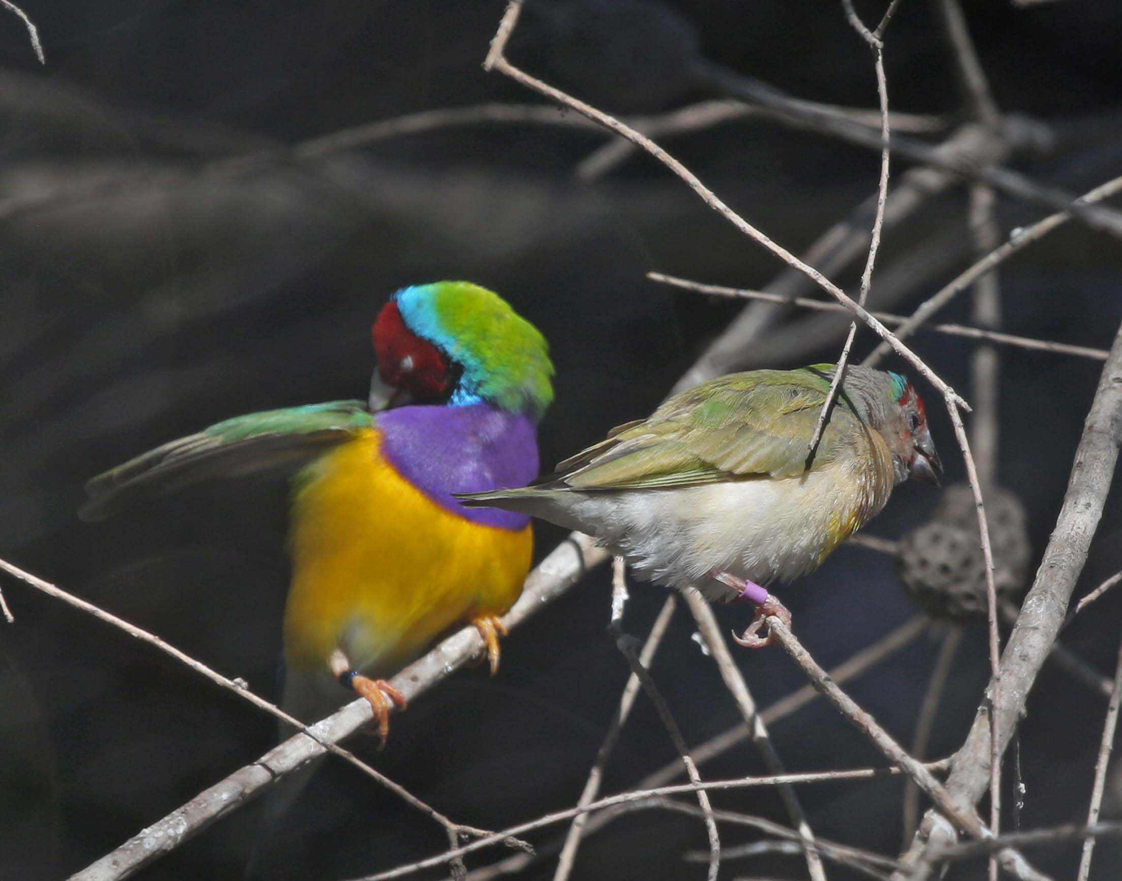 Pictures and information on Gouldian Finch