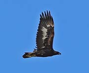 Picture/image of Golden Eagle