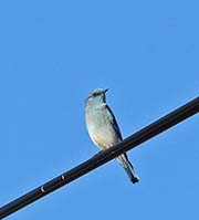 Picture/image of Mountain Bluebird