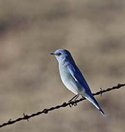 Picture/image of Mountain Bluebird