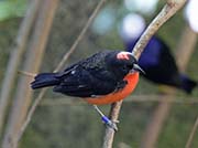 Picture/image of Crimson-breasted Finch