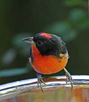 Picture/image of Crimson-breasted Finch