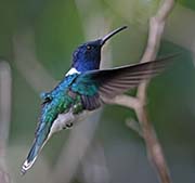 Picture/image of White-necked Jacobin