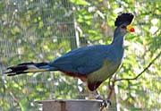 Picture/image of Great Blue Turaco