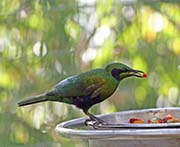 Picture/image of Emerald Starling