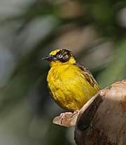 Picture/image of Baglafecht Weaver