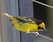 Picture/image of Baglafecht Weaver