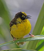 Picture/image of Baglafecht Weaver