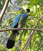 Picture/image of Great Blue Turaco