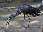 Picture/image of African Openbill