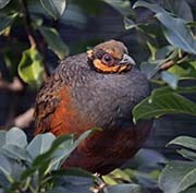 Chestnut-bellied Partridge