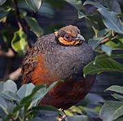 Picture/image of Chestnut-bellied Partridge