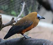 Picture/image of Capuchinbird