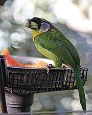 Picture/image of Fire-tufted Barbet