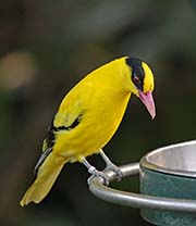 Picture/image of Black-naped Oriole