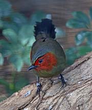 Picture/image of Red-faced Liocichla