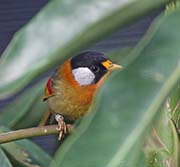 Picture/image of Silver-eared Mesia