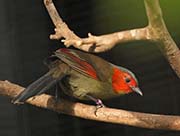 Picture/image of Red-faced Liocichla