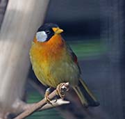 Picture/image of Silver-eared Mesia