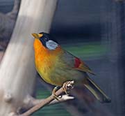 Picture/image of Silver-eared Mesia