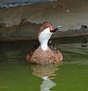 Picture/image of White-cheeked Pintail