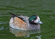 Picture/image of Chiloe Wigeon