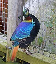 Picture/image of Himalayan Monal