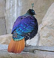 Picture/image of Himalayan Monal