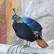 Picture/image of Himalayan Monal