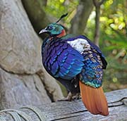 Himalayan Monal