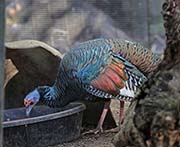 Picture/image of Ocellated Turkey