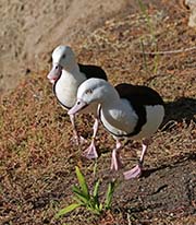Picture/image of Radjah Shelduck