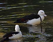 Picture/image of Radjah Shelduck