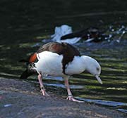 Picture/image of Radjah Shelduck