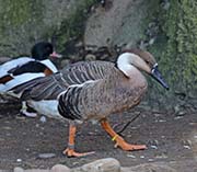 Picture/image of Swan Goose