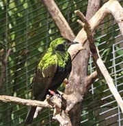 Picture/image of Emerald Starling