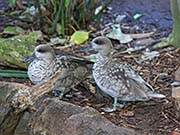 Picture/image of Marbled Teal