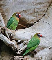 Picture/image of Black-cheeked Lovebird