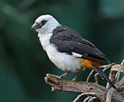 White-headed Buffalo-Weaver