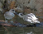 Picture/image of Marbled Teal