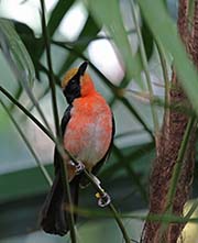 Picture/image of Yellow-crowned Gonolek