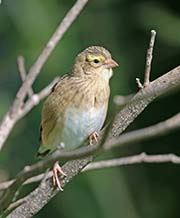 Picture/image of Orange Bishop