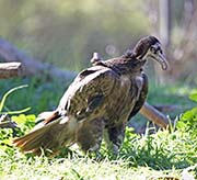 Picture/image of Hooded Vulture
